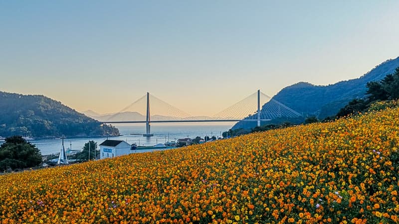 금계국 물든 사량대교